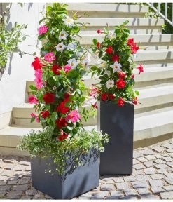 Dipladenien-Duo, Pyramide -Freien Garten Geschäft 20180515 PR MO 004 DipladeniaBL05