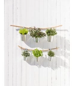 Dehner Gourmet Garten Strauchbasilikum 'Magic Blue' -Freien Garten Geschäft 20181011 PR MO 003 Kraeuter 04