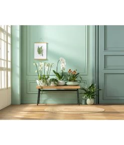 Schmetterlingsorchidee - Phalaenopsis Cultivars, Verschiedene Sorten -Freien Garten Geschäft 20181115 PR MO 001 Orchideen GC01 01