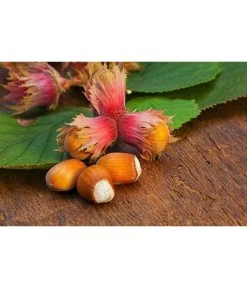 Dehner Haselnuss 'Rote Zellernuss' 11 Dehner Haselnuss 'Rote Zellernuss' -Freien Garten Geschäft 20200701 PR MO RoteZellernuss 32927418 123rf