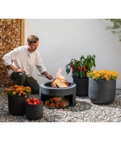 Goldmarie, Orange 11 Goldmarie, Orange -Freien Garten Geschäft 20210610 8810020 8832966 WE MO 001 BidensOrangeT12 GC09 2022 02