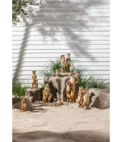 Dehner Polyresin-Erdmännchenfamilie, 16 X 14 X 48 Cm -Freien Garten Geschäft 3238540 WE MO 002 DehnerPolyresinErdmaennchenfamilieGartendeko