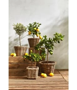 Rattan-Topf, Rund, Grau-braun -Freien Garten Geschäft 3679347 3679362 3679578 WE MO 021 RattanTopfrundbraun