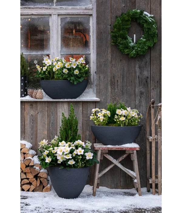 Dehner Kunststoff-Schale Miami, Rund, Anthrazit, Ca. Ø52/H20 Cm 9 Dehner Kunststoff-Schale Miami, Rund, Anthrazit, Ca. Ø52/H20 Cm – Bild 7