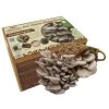 Pilzmännchen Bio Pilzzuchtset Austernpilz 1 Pilzmännchen Bio Pilzzuchtset Austernpilz -Freien Garten Geschäft 3940285 WE FS 001 PilzzuchtsetAusternpilz
