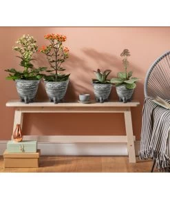 Kalanchoe - Kalanchoe Humilis 'Desert Surprise' -Freien Garten Geschäft 4118931 8238719 WE MO 001 TopfKalanchoeAnthrazit