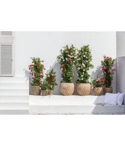 Dehner Terrakotta-Topf Imperia, Rund, Antik-terrakotta -Freien Garten Geschäft 4272639 4272670 WE MO 005 DehnerTerrakottaTopf