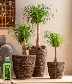 Dehner Palmen-Dünger, Flüssig, 500 Ml -Freien Garten Geschäft 4418240 WE MO 001 DehnerPalmenDuengerfluessig500ml