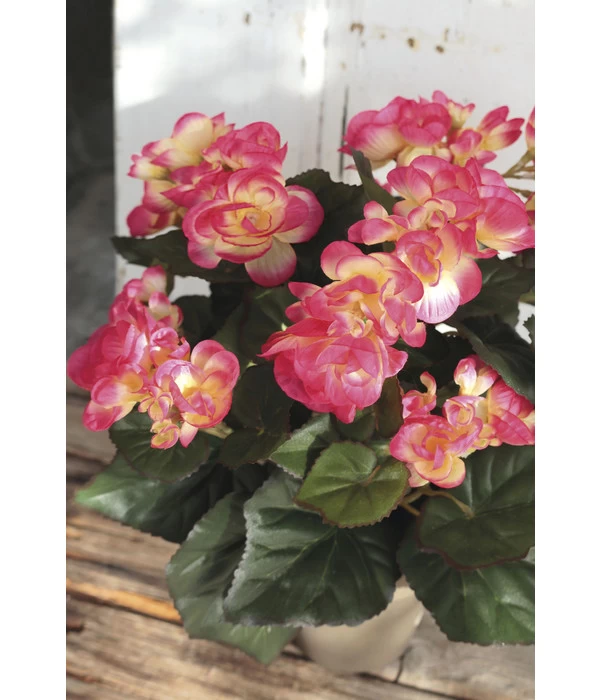 Kunstpflanze Begonie 4 Kunstpflanze Begonie – Bild 2