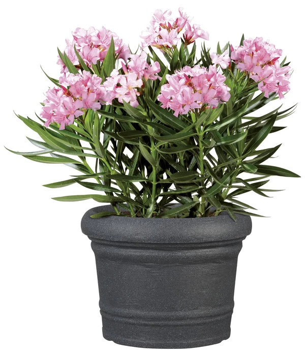 Scheurich Kunststoff-Topf Venice, Rund, Ca. Ø60/H44,5 Cm 4 Scheurich Kunststoff-Topf Venice, Rund, Ca. Ø60/H44,5 Cm – Bild 2