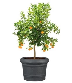 Scheurich Kunststoff-Topf Venice, Rund, Ca. Ø60/H44,5 Cm 12 Scheurich Kunststoff-Topf Venice, Rund, Ca. Ø60/H44,5 Cm -Freien Garten Geschäft 4498416 WE FS 003 ScheurichKunststoffTopfVenicerund