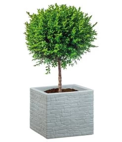 Scheurich Kunststoff-Topf Muretto, Quadratisch -Freien Garten Geschäft 4498424 WE FS 002 ScheurichKunststoffTopfMurettoeckig