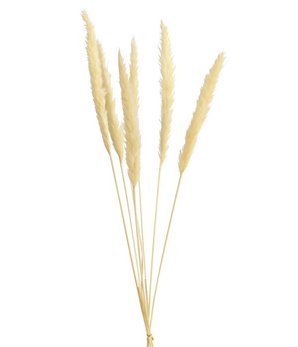 Trockenblumenbund Pampasgras 3 Trockenblumenbund Pampasgras