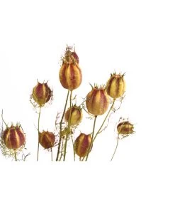 Trockenblumenbund Nigella Mit Fruchtstand 7 Trockenblumenbund Nigella Mit Fruchtstand -Freien Garten Geschäft 6284236 PR DE 001 NigellaFruchtstandBundDehnerExpressHerzig