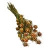 Trockenblumenbund Nigella Mit Fruchtstand 2 Trockenblumenbund Nigella Mit Fruchtstand -Freien Garten Geschäft 6284236 PR FS 001 NigellaFruchtstandBundDehnerExpressHerzig
