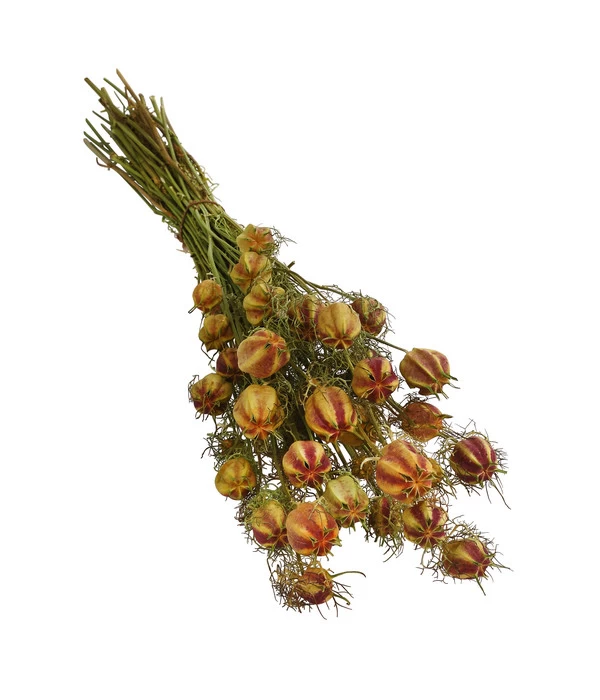 Trockenblumenbund Nigella Mit Fruchtstand 3 Trockenblumenbund Nigella Mit Fruchtstand