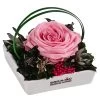 Dehner Keramik-Schale Mit Longlife-Rose Dita, Rosa, Ca. B10/H11/T10 Cm -Freien Garten Geschäft 6537708 WE FS 002 LL SchaleDitaROSA
