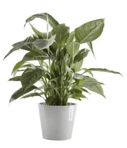 Ecopots Kunststoff-Topf Amsterdam Mit Wassersystem, Rund, Hellgrau -Freien Garten Geschäft 6614846 WE FS 003 EcopotsKunststoffTopfAmsterdammitWassersystemrundhellgrau