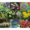 Dehner Blumenzwiebel 5 Monate Blütenpracht, 200 Stk. -Freien Garten Geschäft 6617286 WE MO 001 DehnerBlumenzwiebel5MonateBlumenpaket
