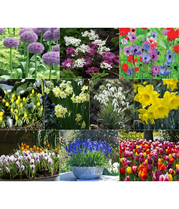 Dehner Blumenzwiebel 5 Monate Blütenpracht, 200 Stk. 3 Dehner Blumenzwiebel 5 Monate Blütenpracht, 200 Stk.