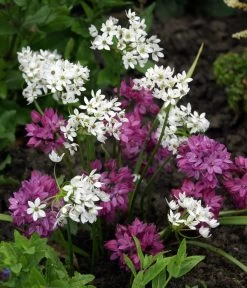 Dehner Blumenzwiebel 5 Monate Blütenpracht, 200 Stk. 16 Dehner Blumenzwiebel 5 Monate Blütenpracht, 200 Stk. -Freien Garten Geschäft 6617286 WE MO 002 DehnerBlumenzwiebel5MonateBlumenpaket