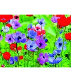 Dehner Blumenzwiebel 5 Monate Blütenpracht, 200 Stk. 17 Dehner Blumenzwiebel 5 Monate Blütenpracht, 200 Stk. -Freien Garten Geschäft 6617286 WE MO 003 DehnerBlumenzwiebel5MonateBlumenpaket