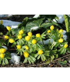 Dehner Blumenzwiebel 5 Monate Blütenpracht, 200 Stk. 18 Dehner Blumenzwiebel 5 Monate Blütenpracht, 200 Stk. -Freien Garten Geschäft 6617286 WE MO 004 DehnerBlumenzwiebel5MonateBlumenpaket