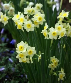 Dehner Blumenzwiebel 5 Monate Blütenpracht, 200 Stk. 19 Dehner Blumenzwiebel 5 Monate Blütenpracht, 200 Stk. -Freien Garten Geschäft 6617286 WE MO 005 DehnerBlumenzwiebel5MonateBlumenpaket