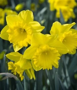 Dehner Blumenzwiebel 5 Monate Blütenpracht, 200 Stk. 21 Dehner Blumenzwiebel 5 Monate Blütenpracht, 200 Stk. -Freien Garten Geschäft 6617286 WE MO 007 DehnerBlumenzwiebel5MonateBlumenpaket