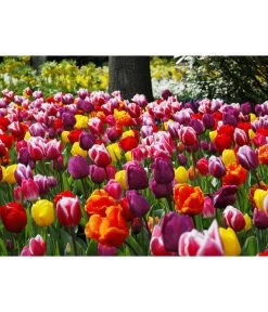 Dehner Blumenzwiebel 5 Monate Blütenpracht, 200 Stk. 24 Dehner Blumenzwiebel 5 Monate Blütenpracht, 200 Stk. -Freien Garten Geschäft 6617286 WE MO 010 DehnerBlumenzwiebel5MonateBlumenpaket