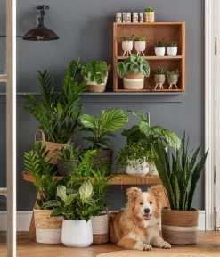 Dehner Jute-Korb Selin, Rund, Schwarz -Freien Garten Geschäft 6904304 6904809 WE MO 001 KorbPhilHarmony