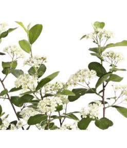 Apfelbeere, Aronia 'Aron' 9 Apfelbeere, Aronia 'Aron' -Freien Garten Geschäft 7045479 PR DE 001 AroniaMelanocarpaAron3LRetDehnerExpressHerzig