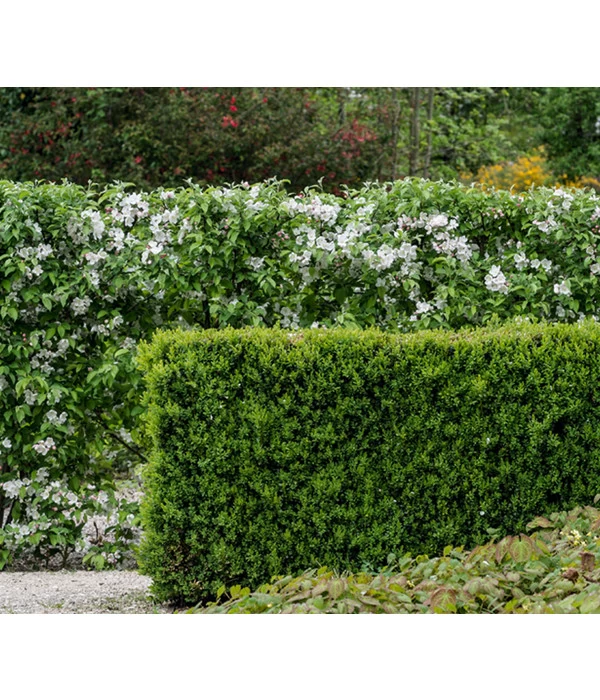 Buchs 4 Buchs – Bild 2