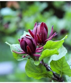 Roter Gewürzstrauch -Freien Garten Geschäft 7085632 WE DE 001 CalycanthusGewuerzstrauchPixabay