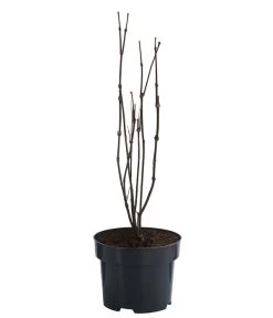 Roter Gewürzstrauch -Freien Garten Geschäft 7085632 WE FS 001 CalycanthusFloridusGewuerzstrauch3L