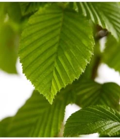 10 Meter Hainbuche, 50 X Ca. 125-150 Cm -Freien Garten Geschäft 7088883 WE DE 001 CarpinusBetulusHainbuche4LDehnerExpressZS