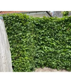 2-3 Meter Hainbuche, 10 X Ca. 50-60 Cm 9 2-3 Meter Hainbuche, 10 X Ca. 50-60 Cm -Freien Garten Geschäft 7089188 WE MO 002 HainbuchenCarpinusBetulus2l 1
