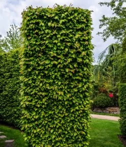 2-3 Meter Hainbuche, 10 X Ca. 50-60 Cm 8 2-3 Meter Hainbuche, 10 X Ca. 50-60 Cm -Freien Garten Geschäft 7089188 WE MO Luckner Hecke CarpinusBetulusHainbuche 1