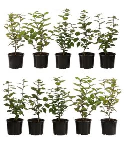 2-3 Meter Hainbuche, 10 X Ca. 50-60 Cm