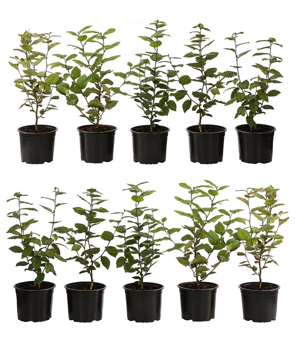 2-3 Meter Hainbuche, 10 X Ca. 50-60 Cm 3 2-3 Meter Hainbuche, 10 X Ca. 50-60 Cm