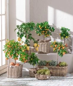 Dehner Gourmet Garten Goldsalbei -Freien Garten Geschäft 7119696 WE MO 001 CitrusGoldsalbei