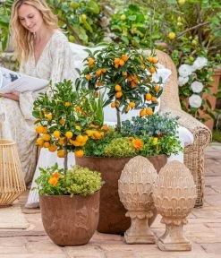 Dehner Gourmet Garten Goldsalbei -Freien Garten Geschäft 7120934 WE MO 001 MediterranerFruehlingPalmenCitrus