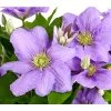 Waldrebe - Clematis, Blau, Rankhilfe 2 Waldrebe - Clematis, Blau, Rankhilfe -Freien Garten Geschäft 7123946 WE DE 001 ClematisBlauWaldrebe3LDehnerExpressHerzig