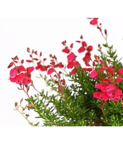 Irische Glockenheide -Freien Garten Geschäft 7163009 WER DE 002 DaboeciaDehnerExpressHerzig