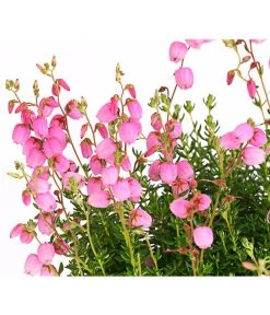 Irische Glockenheide -Freien Garten Geschäft 7163009 WE DE 001 DaboeciaDehnerExpressHerzig