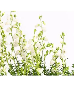 Irische Glockenheide -Freien Garten Geschäft 7163009 WE DE 003 DaboeciaDehnerExpressHerzig