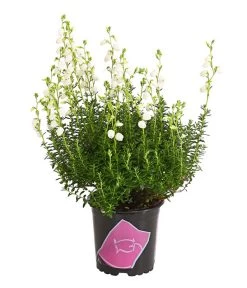 Irische Glockenheide -Freien Garten Geschäft 7163009 WE FS 003 DaboeciaDehnerExpressHerzig