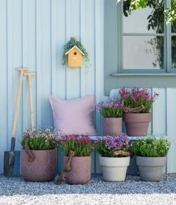 Irische Glockenheide -Freien Garten Geschäft 7163009 WE MO 001 DaboeciaMixGlockenheide 2021 GC11 1