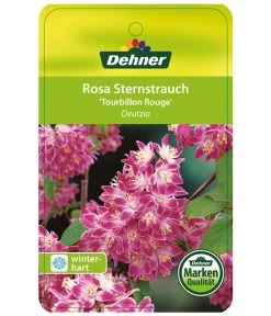 Deutzie 'Tourbillon Rouge' - Sternchenstrauch -Freien Garten Geschäft 7166093 RosaSternstrauchTourbillonRouge Etikett 1