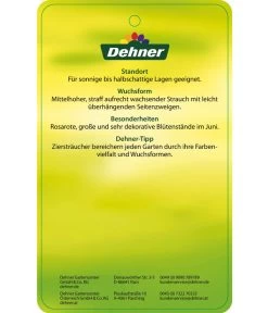 Deutzie 'Tourbillon Rouge' - Sternchenstrauch -Freien Garten Geschäft 7166093 RosaSternstrauchTourbillonRouge Etikett 2